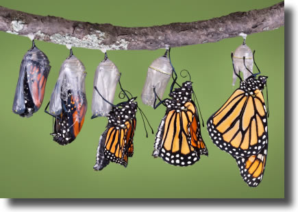 Butterfly Emerging from cocoon