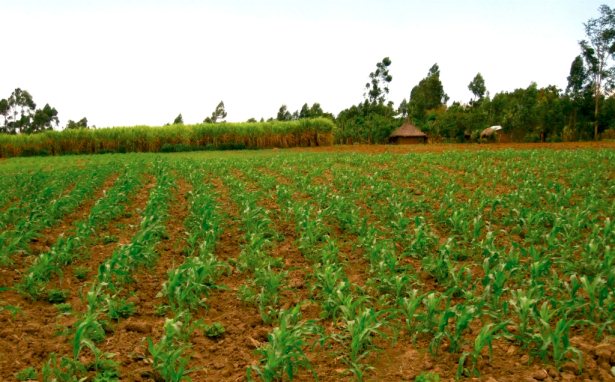 Story Of Traditions - Farmer Rain And The Black Snake Breakfast Story