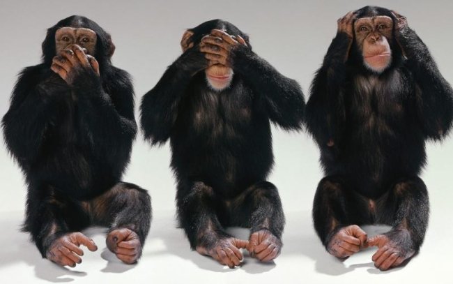 3 Monkeys - Example For Living In Denial